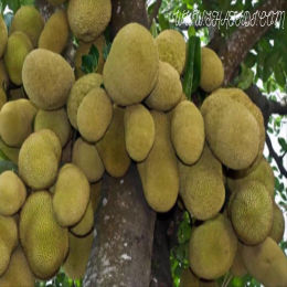 BJEI-FRESH IMMATURED JACK FRUIT